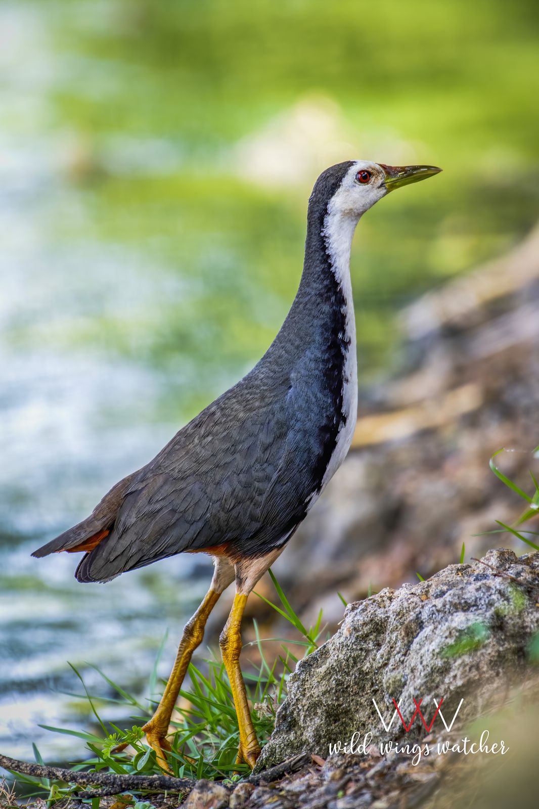 White Breasted Waterhen pose 001